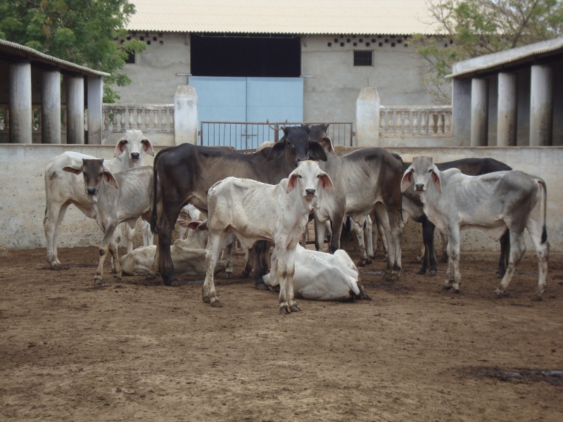 મથલ ગૌશાળા ની ગાયો ના દર્શન